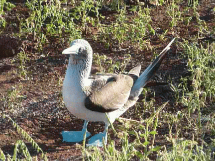 Blue-Foot-Booby